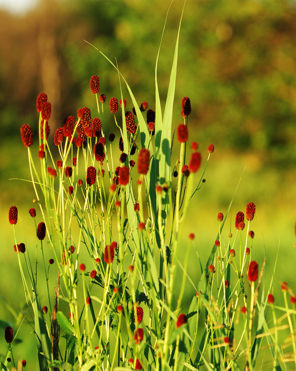 Sanguisorba off. 'Tanna', Kvasurt - 10-20 cm