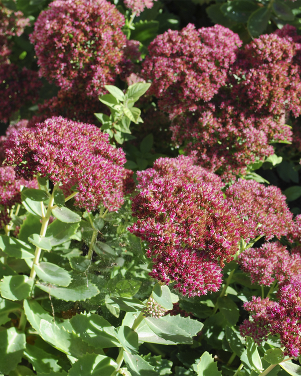 Sedum hybrid ' Herbstfreude', Stenurt - 20-30 cm