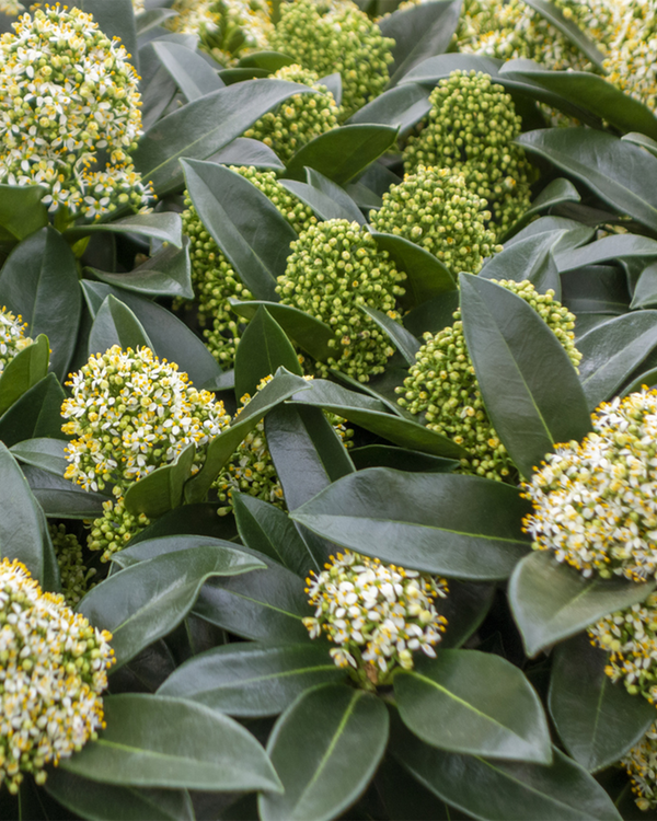 Skimmia jap. 'White', Hvid Skimmia - 10-20 cm