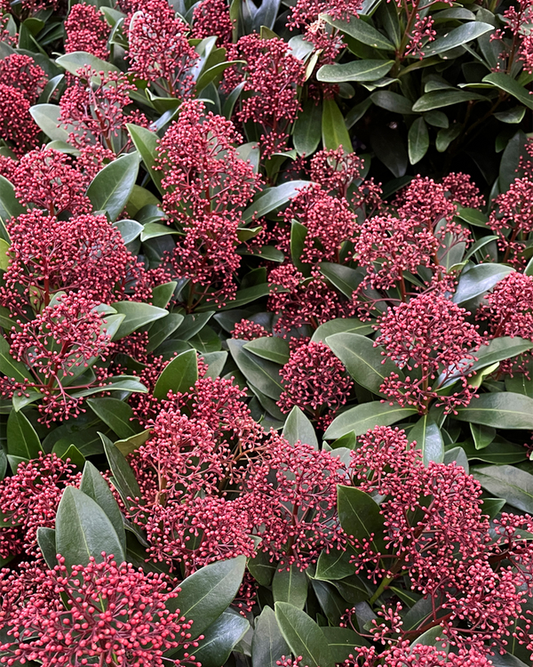 Skimmia jap. 'Rubella', Rød Skimmia - 10-20 cm