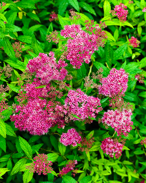 Spiraea jap. 'Anthony waterer', Rødskærm - Spiraea - 20-30 cm