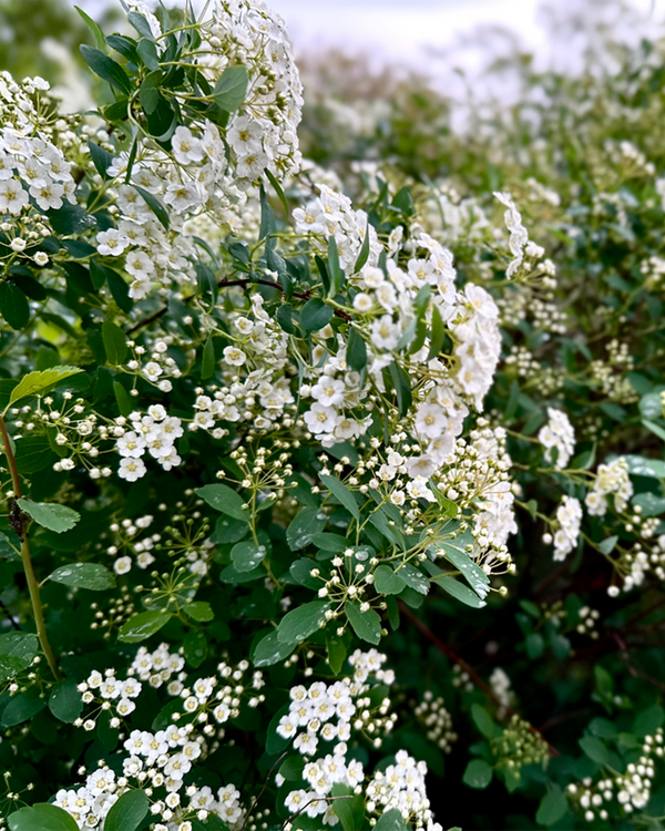 Spiraea vanhouttei, Buket Spiraea - 180-200 cm
