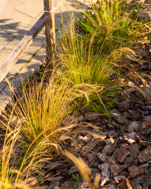 Stipa tenuifolia 'Pony Tails', Fjergræs - 20-30 cm