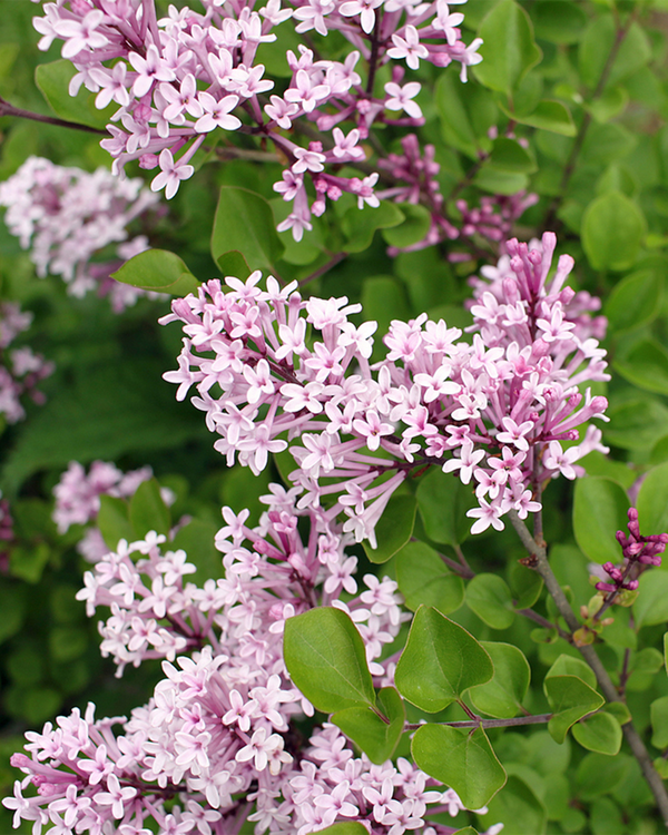 Syringa palibin, Dværgsyren - 40-60 cm