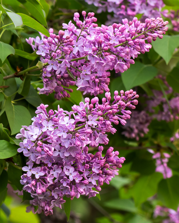 Syringa vul. 'Beauty Of Moscow', Storblomstret Syren - 80-100 cm