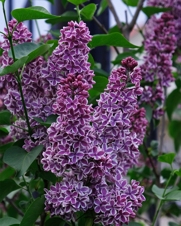 Syringa vul. 'Sensation', Storblomstret Syren - 80-100 cm