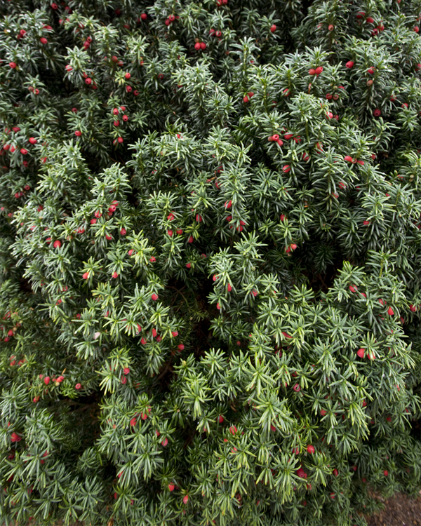 Taxus baccata, Taks - kugle - 60-80 cm