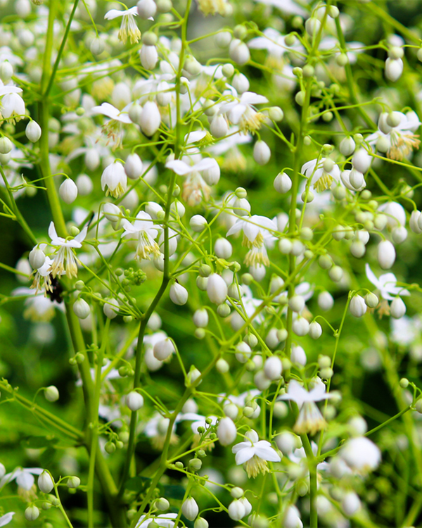 Thalictrum del. 'Album', Violfrøstjerne - 10-20 cm