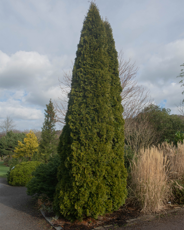 Thuja occ. 'Smaragd', Søjlethuja - 180-200 cm