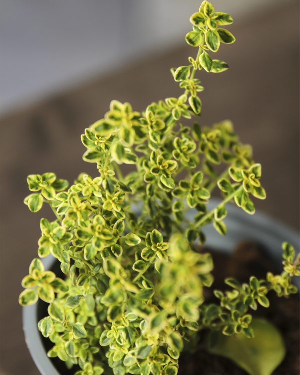 Thymus citrodorus, Broget Citrontimian - 10-20 cm