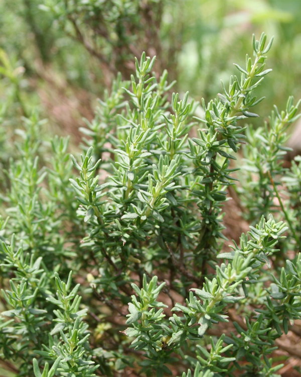 Thymus vulgaris, Timian - 10-20 cm