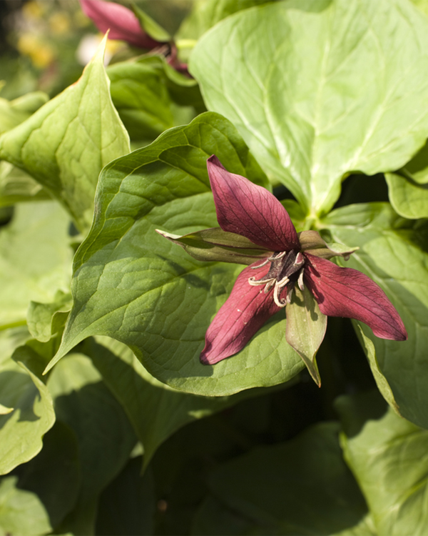 Trillium erectum, Treblad - 10-20 cm