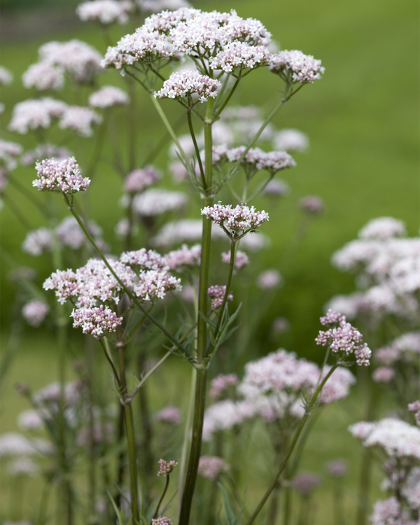 Valeriana officinalis, Lægebaldrian - 20-30 cm