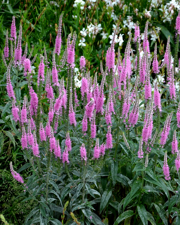 Veronica spicata 'Pink Damask', Aksærenpris - 20-30 cm