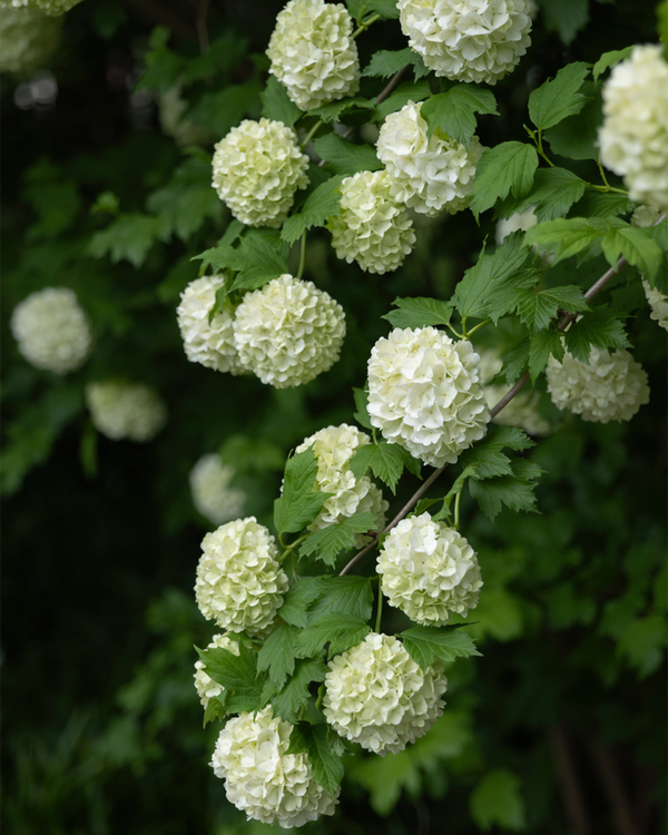 Viburnum opulus 'Roseum', Snebollebusk - 100-120 cm