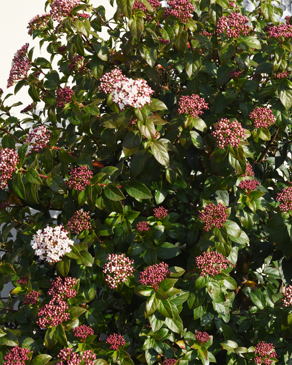 Viburnum tinus, Vintersnebolle - 50-70 cm