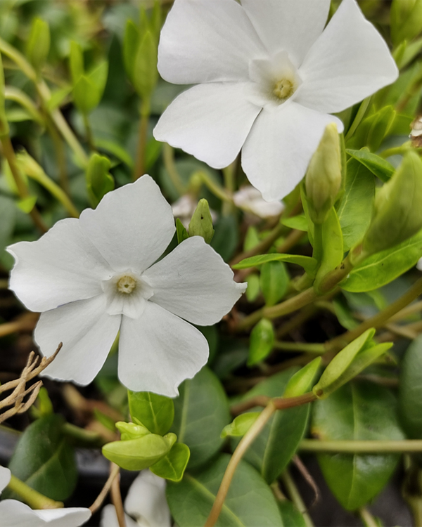 Vinca minor 'Alba', Vintergrøn - Singrøn - 10-20 cm