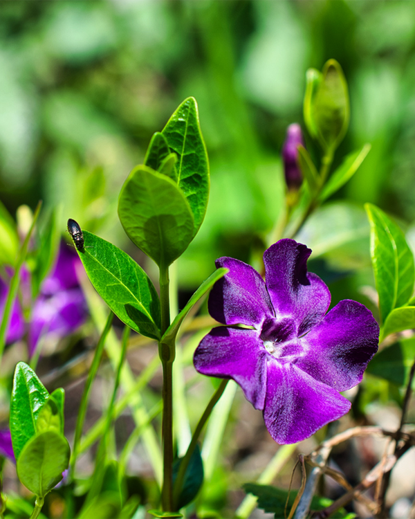 Vinca minor 'Atropupurea', Vintergrøn - Singrøn - 10-20 cm