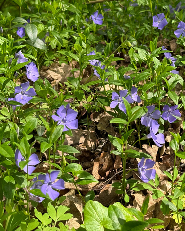 Vinca minor, Vintergrøn - Singrøn - 10-20 cm