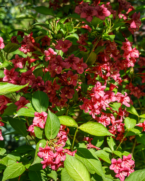 Weigela hyb. 'Bristol Bury', Klokkebusk - 60-80 cm